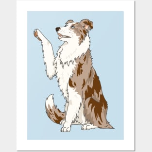 Red merle border collie Posters and Art